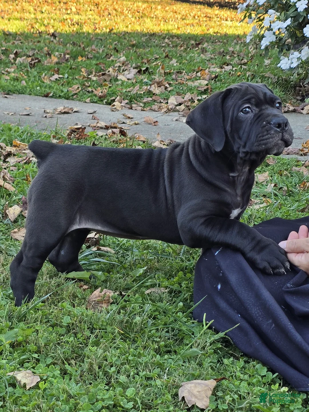 South African Boerboels dogs for sale: Cally - Ad 1