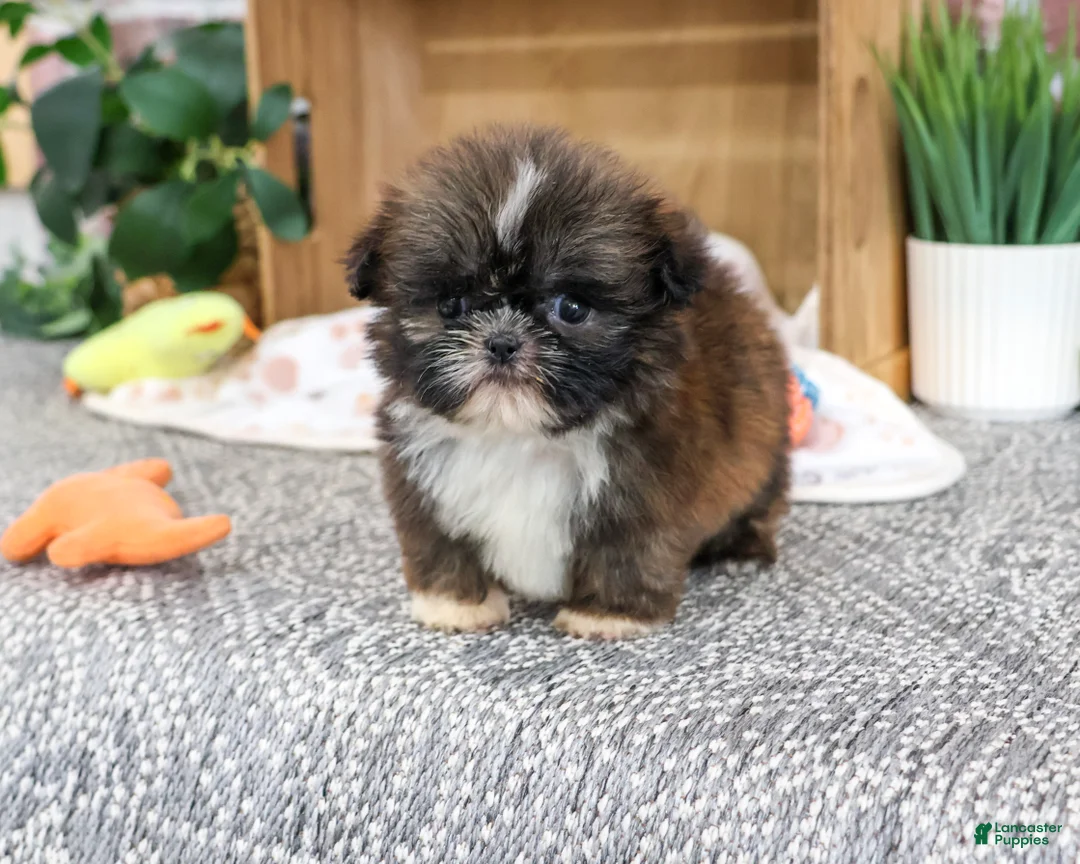 Shih Tzu dogs for sale: Hayes - Ad 1