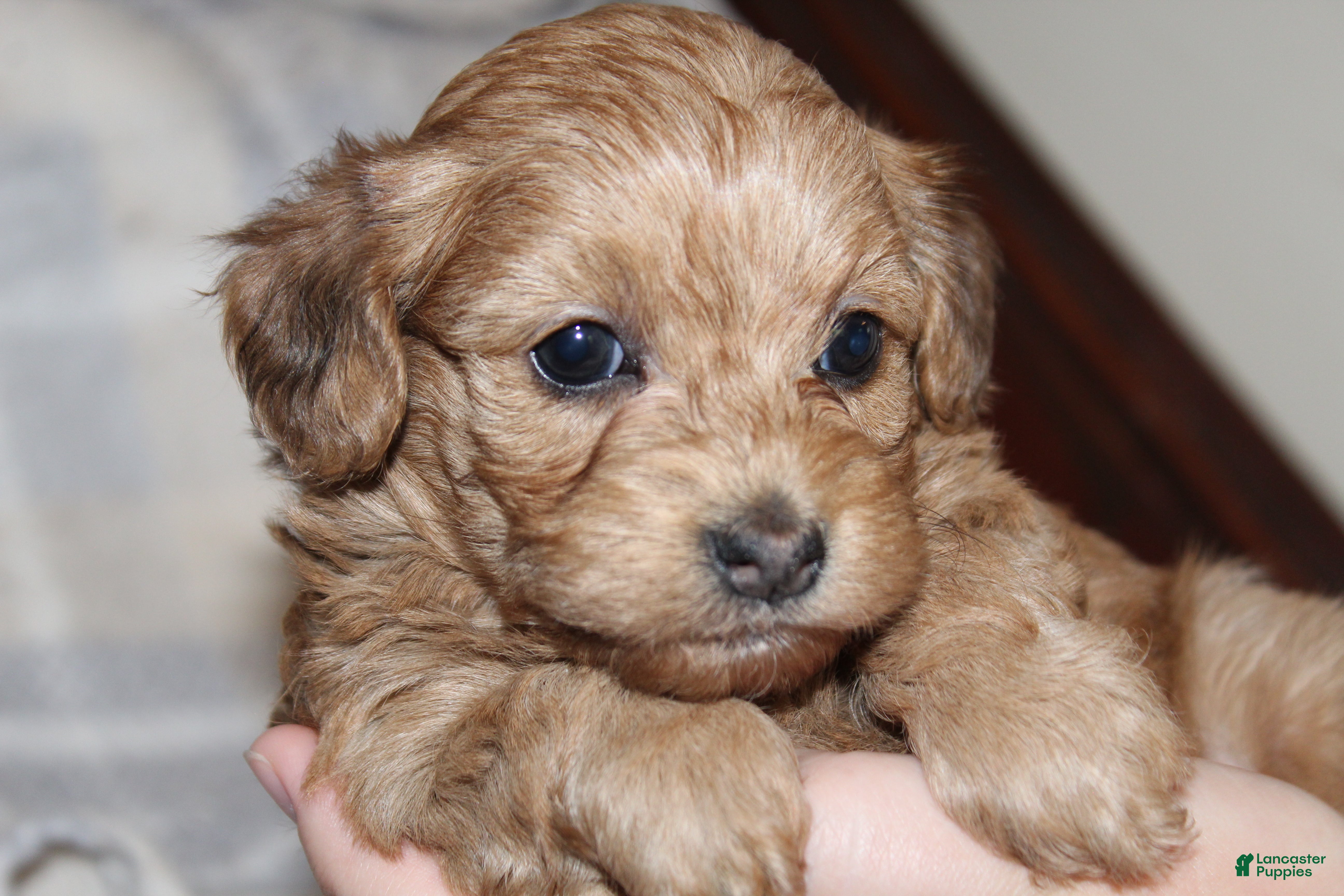 Havapoo dogs Marlee - Ad 1