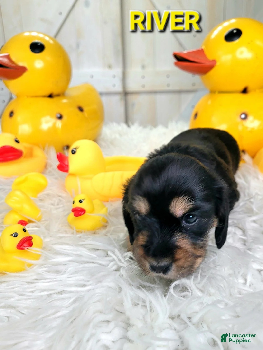 Miniature Dachshund dogs for sale: River - Ad 1