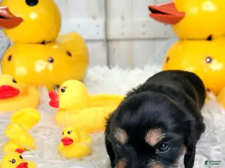 Miniature Dachshund dogs River - Ad 4