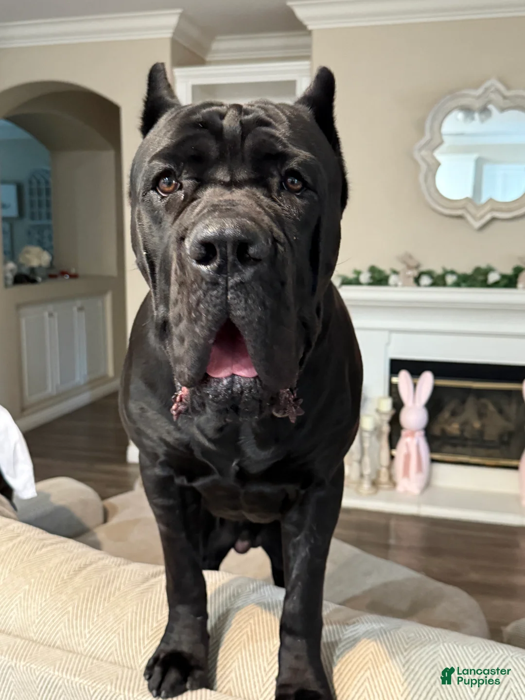 Cane Corso dogs for sale: Purple Collar: Female - Ad 7