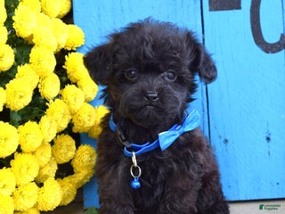 Shihpoo dogs Sawyer - Ad 26