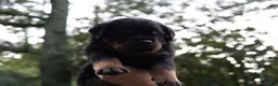 Rottweiler dogs for sale: Rottweiler 3 - Ad 3