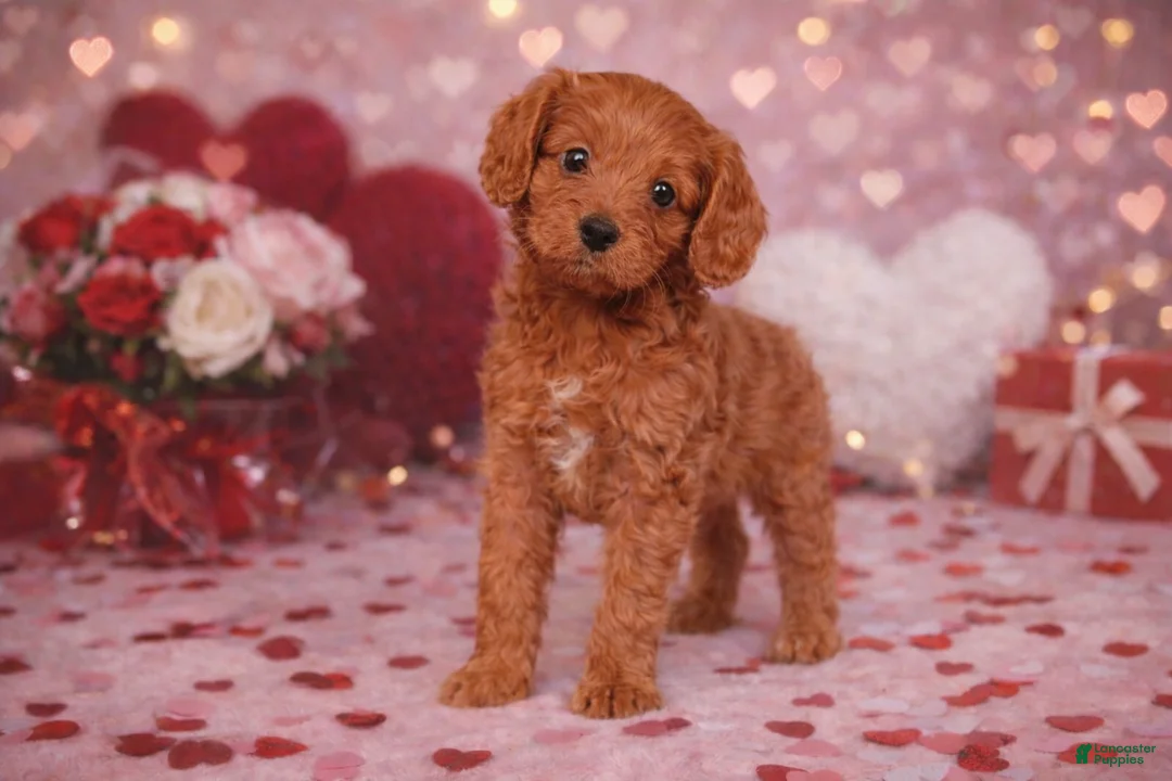 Cavapoo dogs for sale: ❤️❤️ Georgie ❤️❤️ - Ad 2