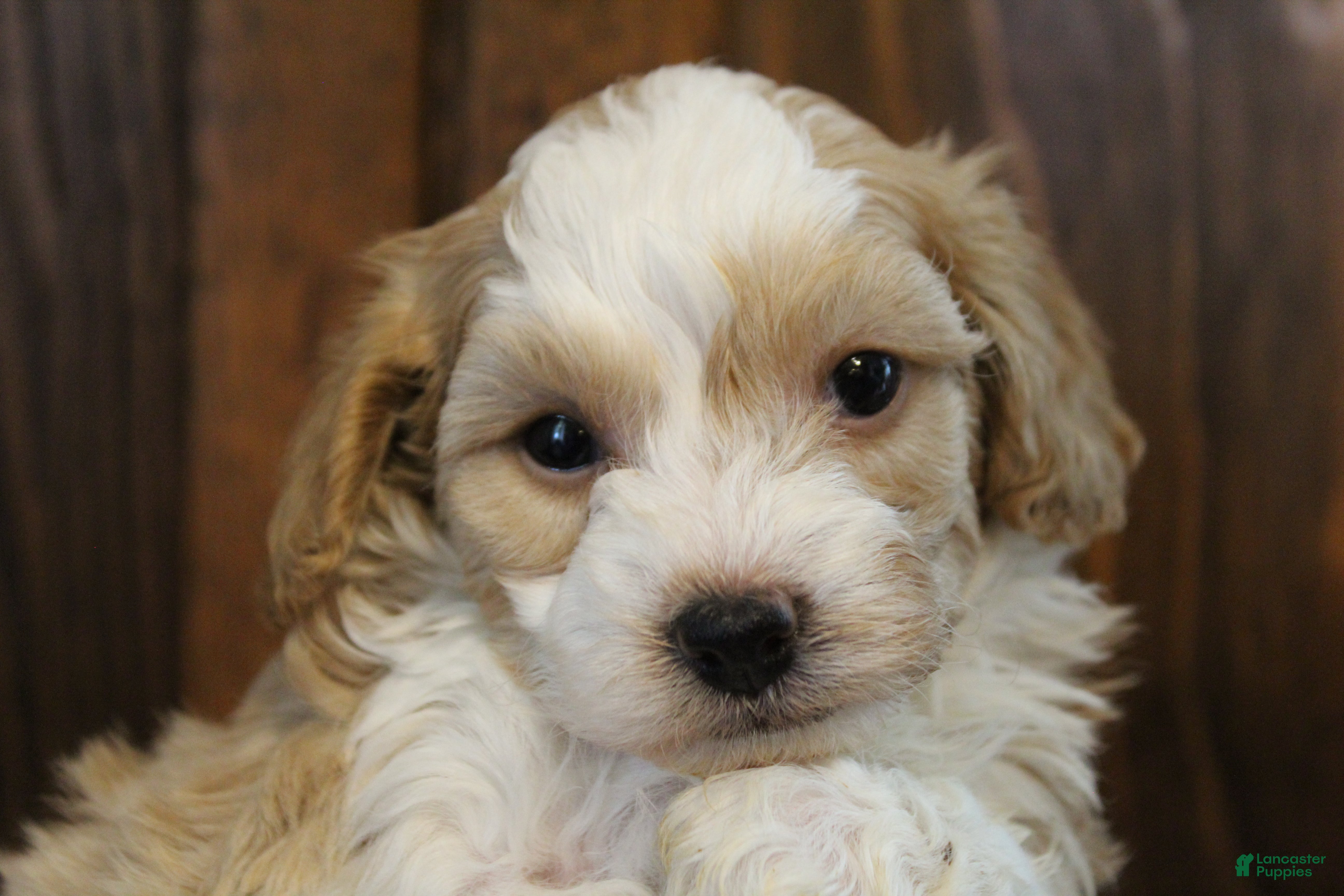 Havapoo dogs Milo - Ad 1