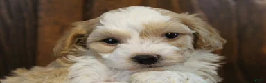 Milo