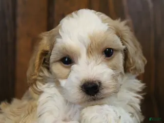 Havapoo dogs for sale: Milo - Ad 2