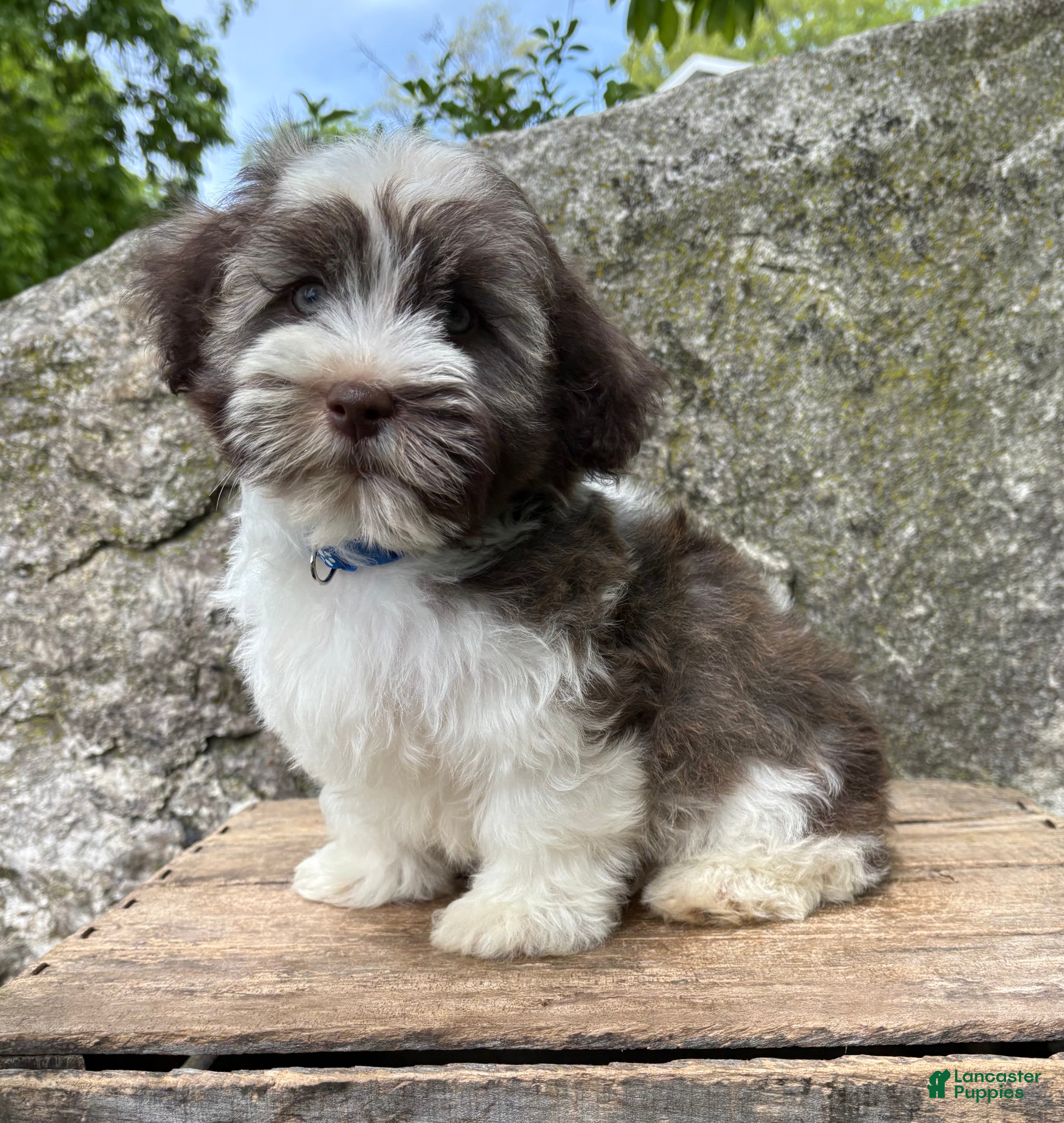 Havanese dogs Asher - Ad 1
