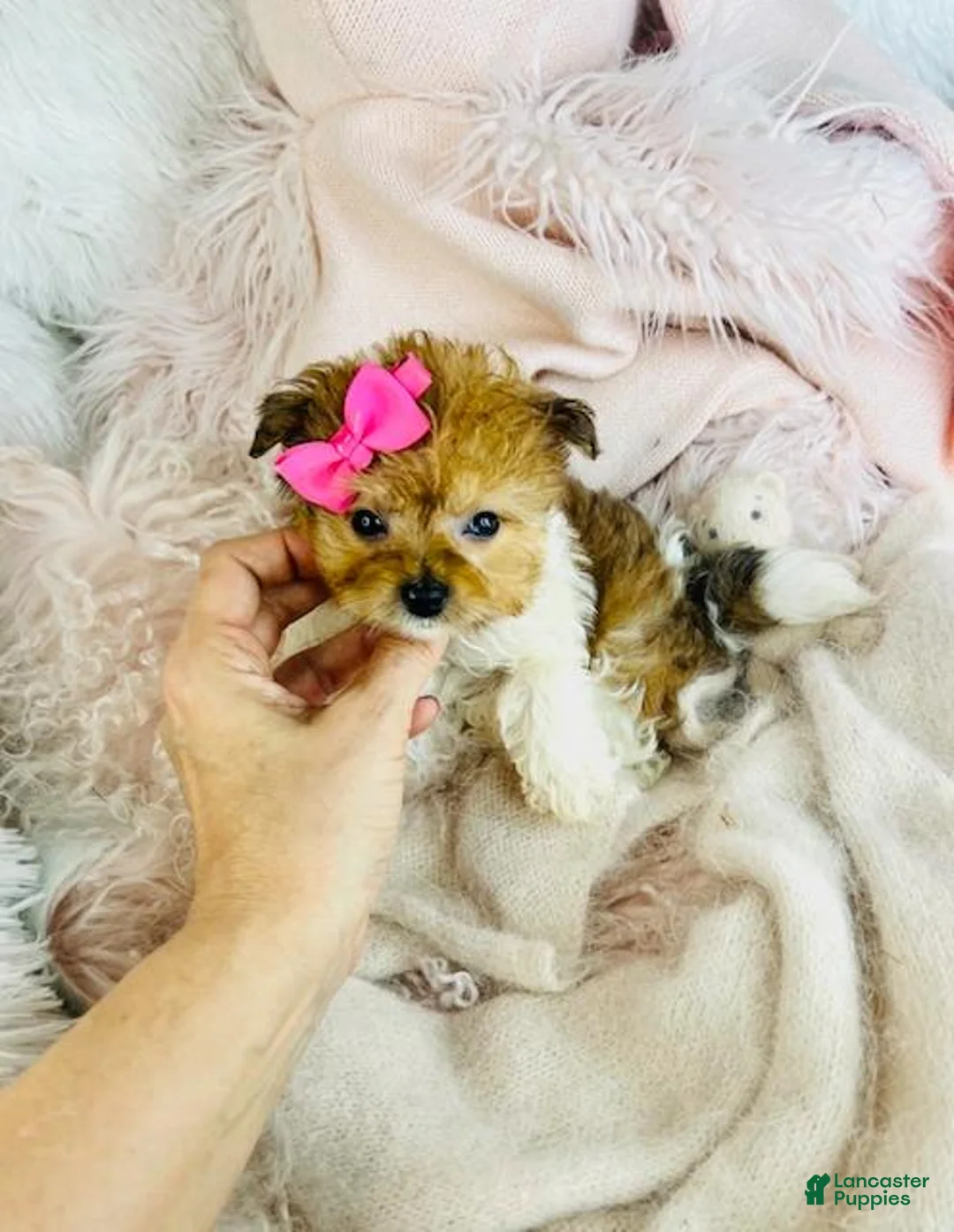 Pomapoo dogs for sale: Pomapoo Puppy 1 - Ad 4