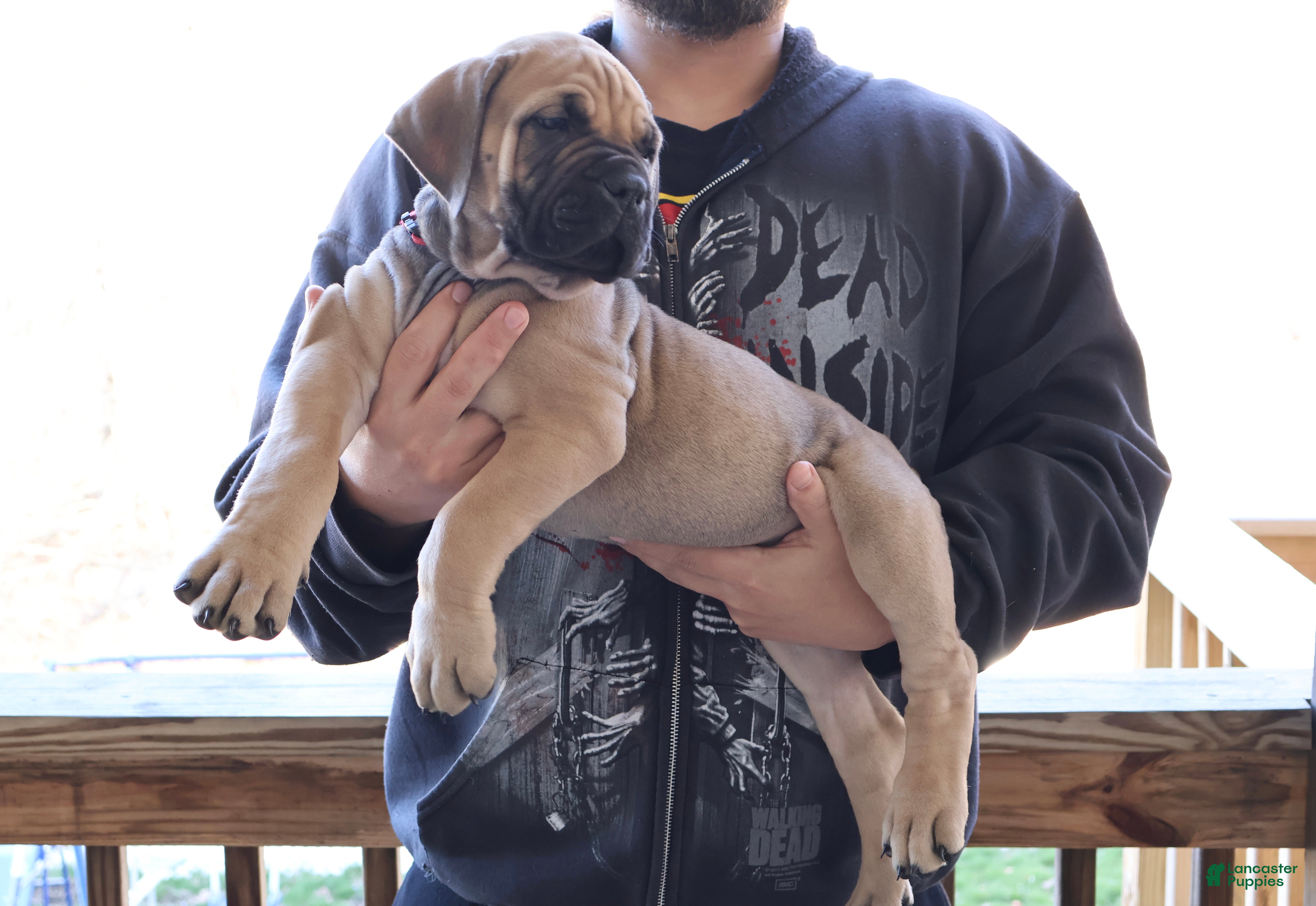 South African Boerboels dogs Red - Ad 2