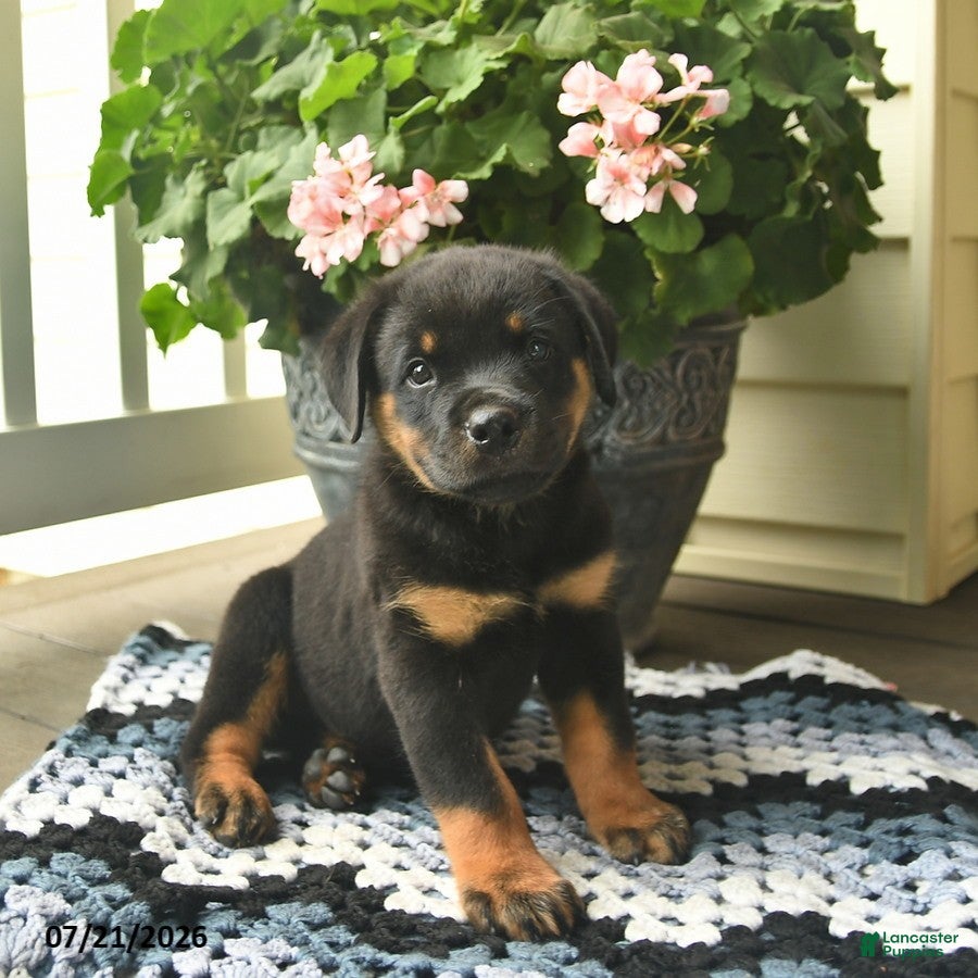 Rottweiler dogs Muffin  - Ad 1