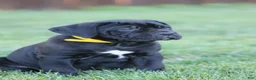 Cane Corso dogs for sale: Raven - Ad 4