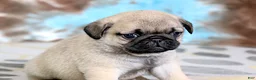 Pug dogs for sale: Carlos - Ad 8