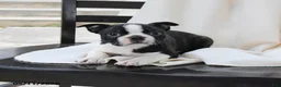 Boston Terrier dogs for sale: Ethan - Ad 1