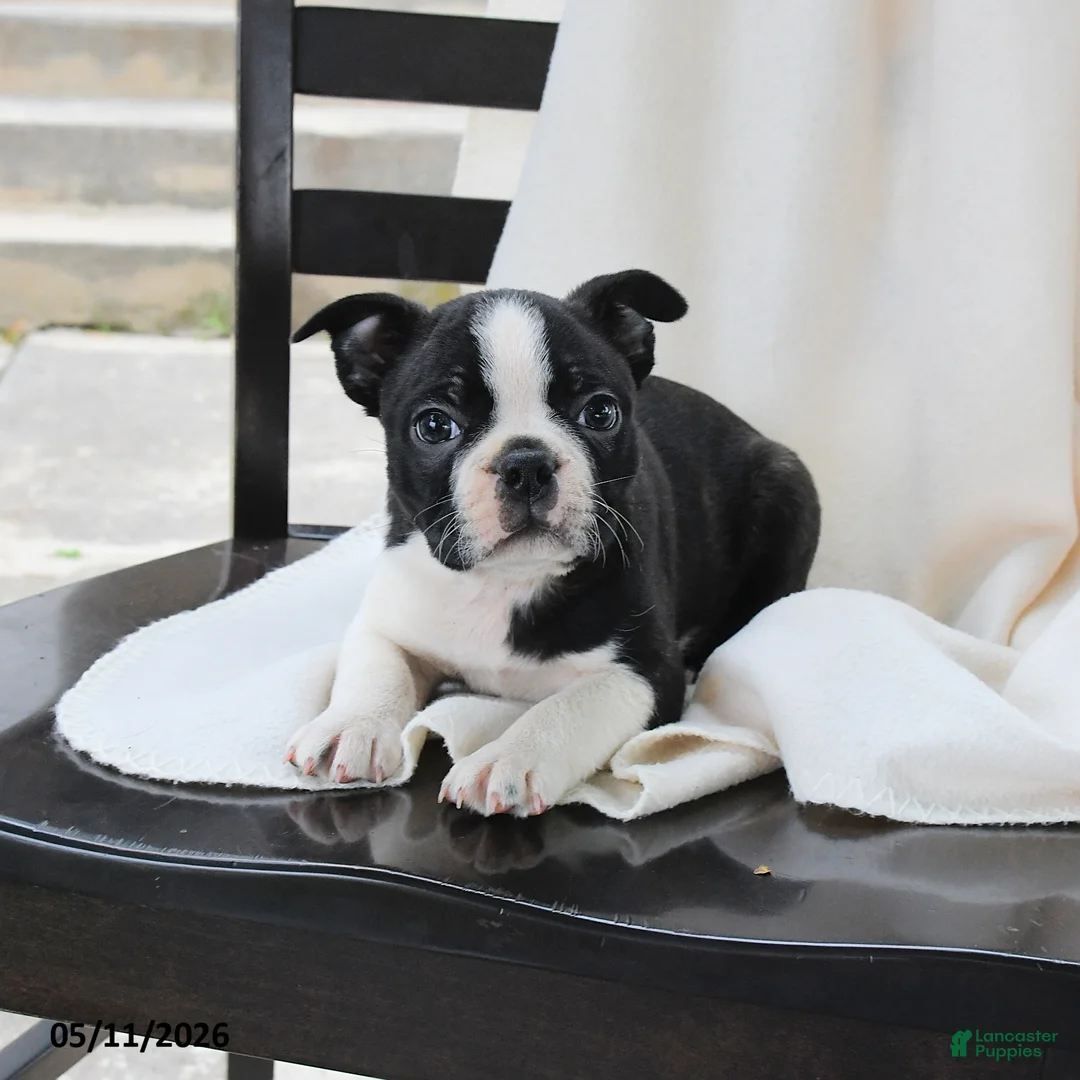Boston Terrier dogs for sale: Ethan - Ad 1