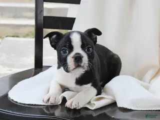 Boston Terrier dogs for sale: Ethan - Ad 2