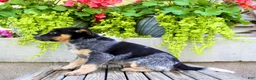 Australian Cattle Dog dogs for sale: Sandra - Ad 5