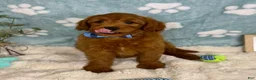 Mini Goldendoodle dogs for sale: Rueben  - Ad 5
