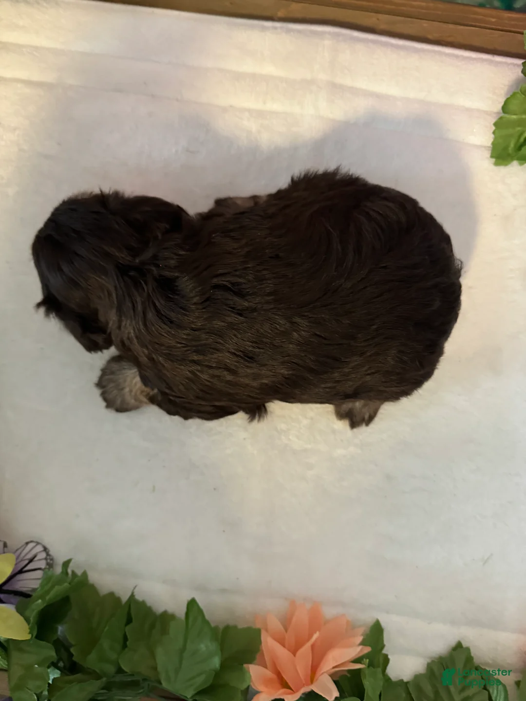 Miniature Schnauzer dogs for sale: Captain - Ad 2