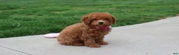 Bichpoo dogs for sale: Trixie - Ad 12