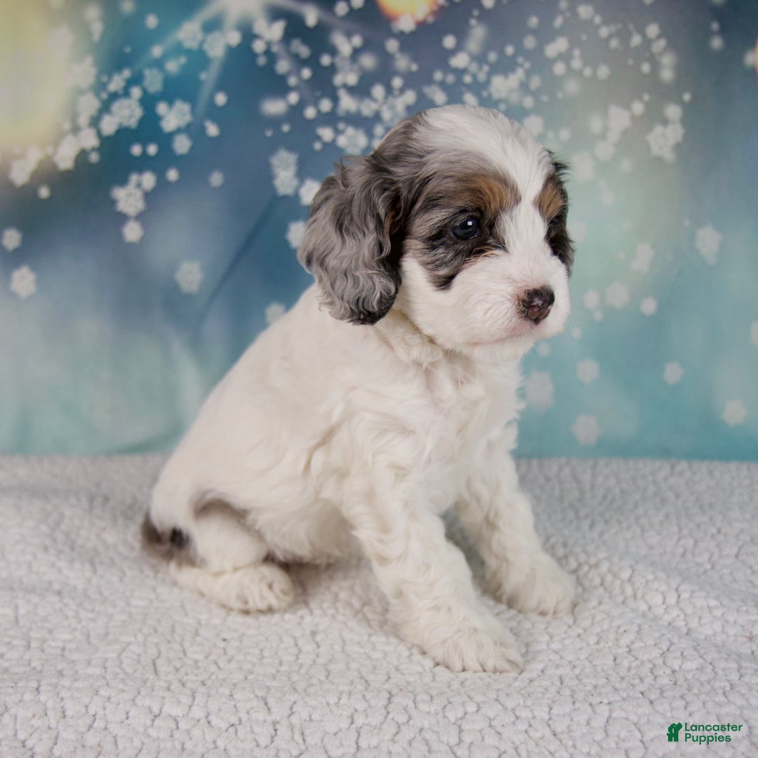 Cockapoo dogs for sale: Cassie - Ad 6