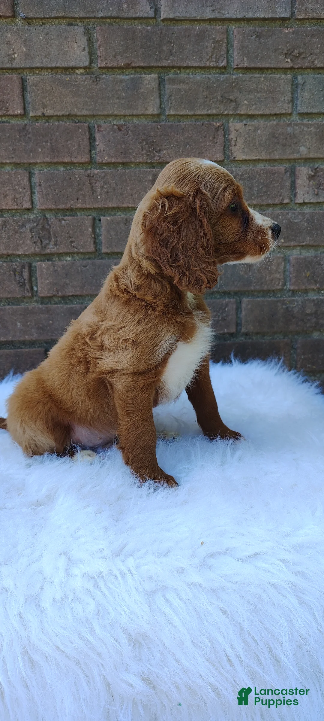 Irish Doodle dogs for sale: Diesel - Ad 6