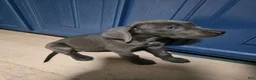 Great Dane dogs for sale: Great Dane Puppy 1 - Ad 3