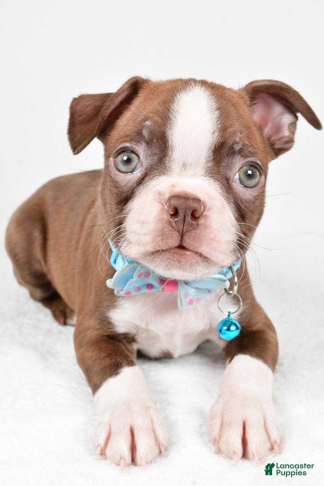 Boston Terrier dogs for sale: Wes - Ad 4