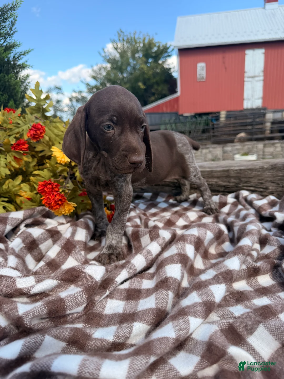 German Shorthaired Pointer dogs for sale: Benelli - Ad 3