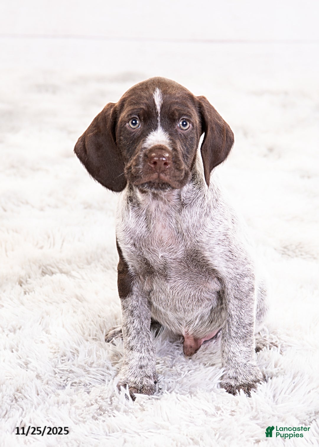 Mixed Breed dogs for sale: Reese - Ad 1