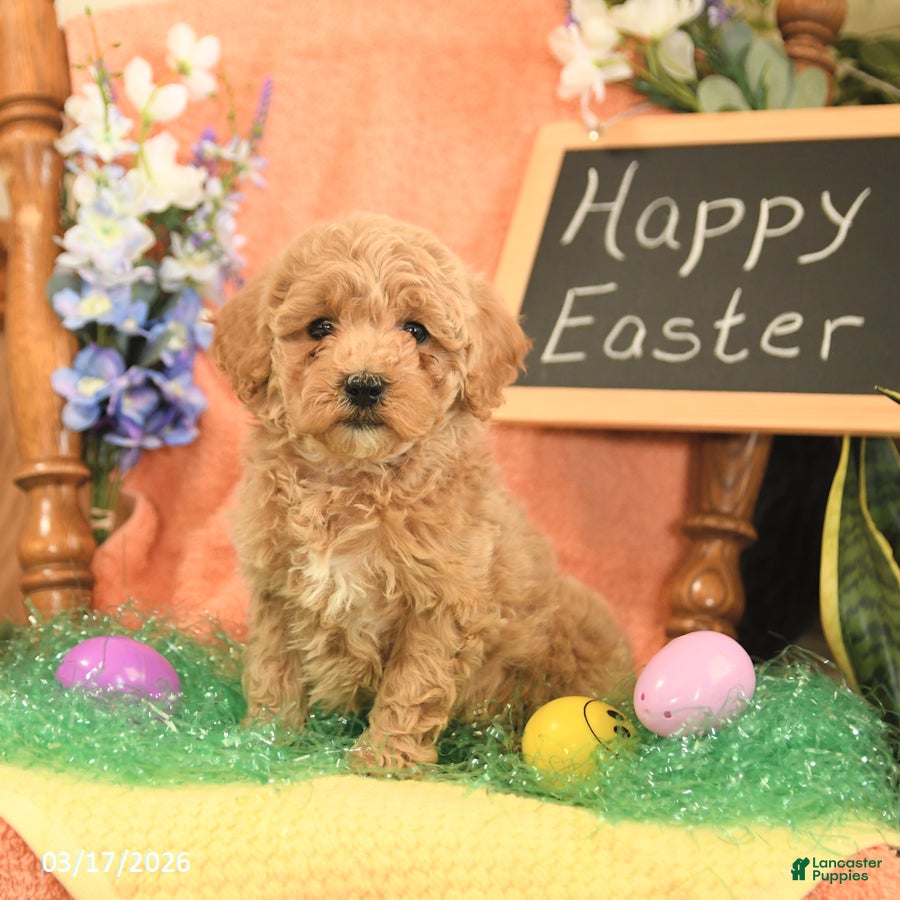 Mini Goldendoodle dogs Sophie - Ad 1