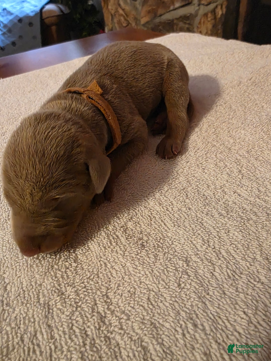 Doberman Pinscher dogs for sale: Doberman Pinscher Puppy 6 - Ad 1