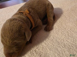 Doberman Pinscher dogs Doberman Pinscher Puppy 6 - Ad 38