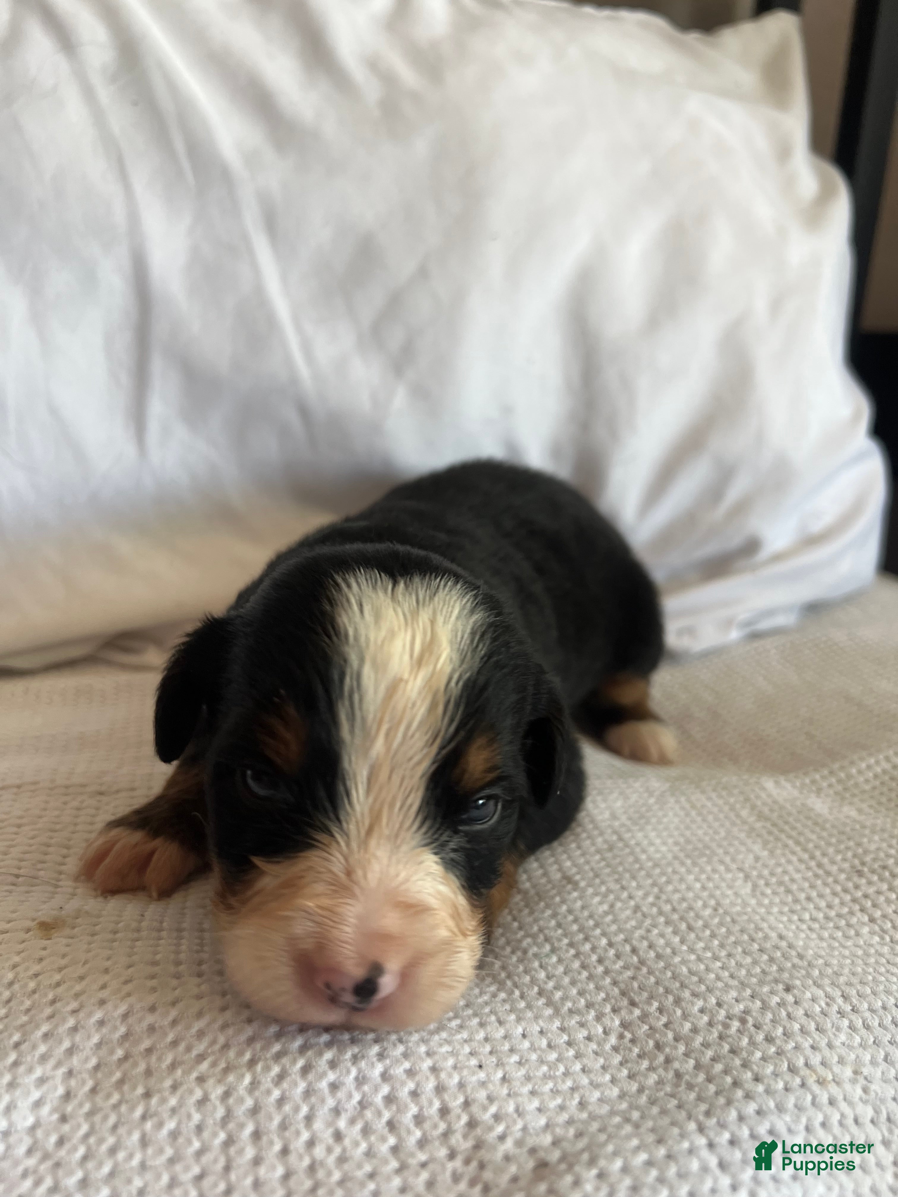 Bernese Mountain Dog dogs Dark Green Male - Ad 9