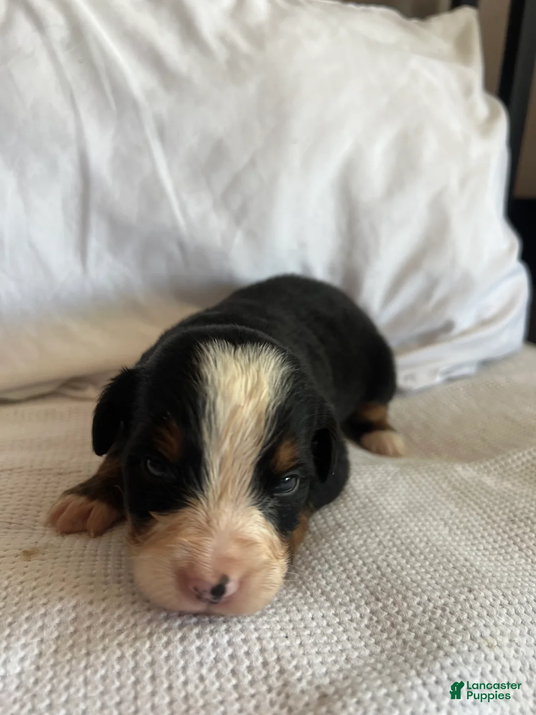 Bernese Mountain Dog dogs for sale: Dark Green Male - Ad 1