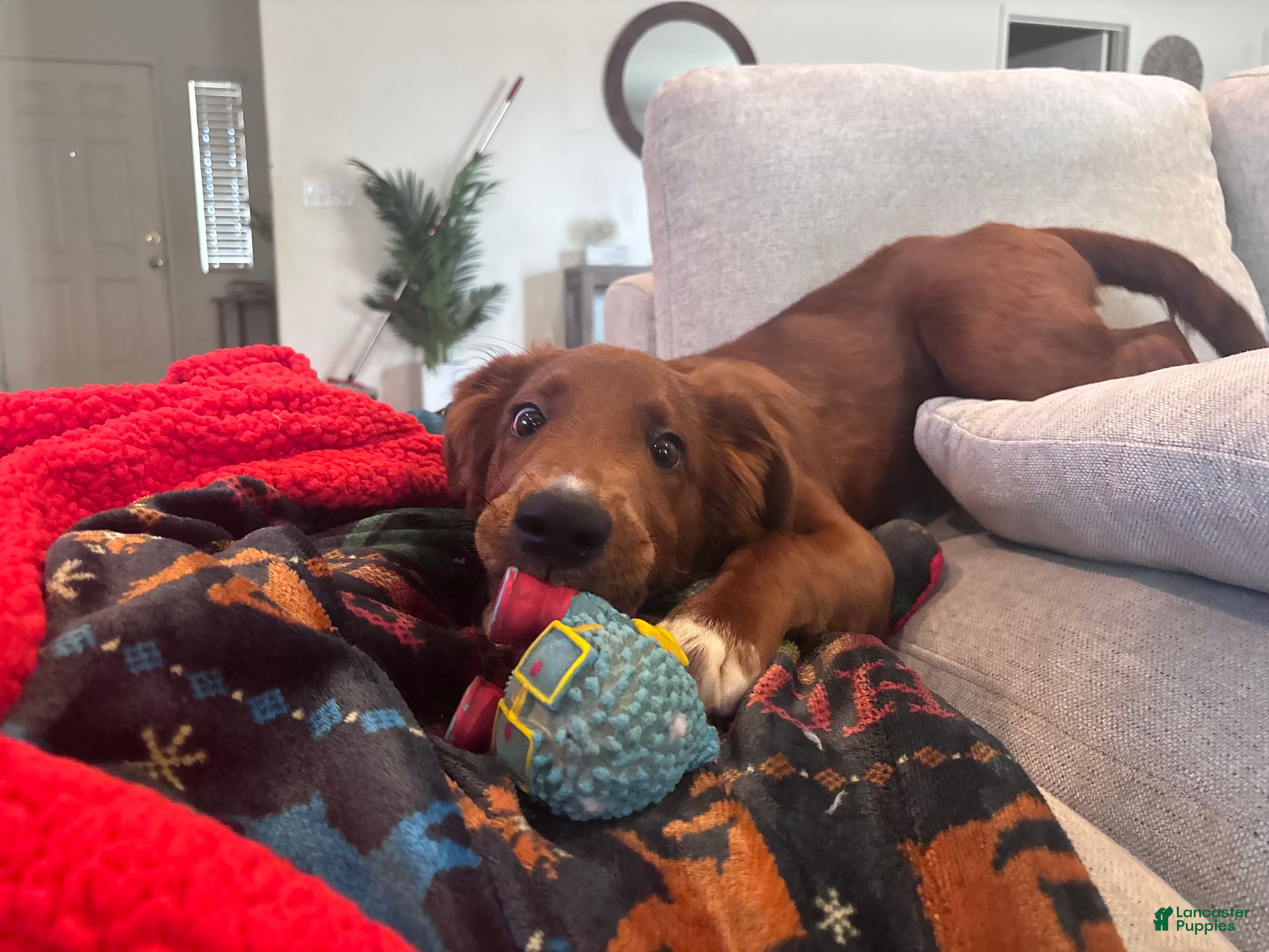 Mixed Breed dogs Biscuit  - Ad 1