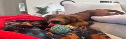 Mixed Breed dogs for sale: Biscuit  - Ad 1