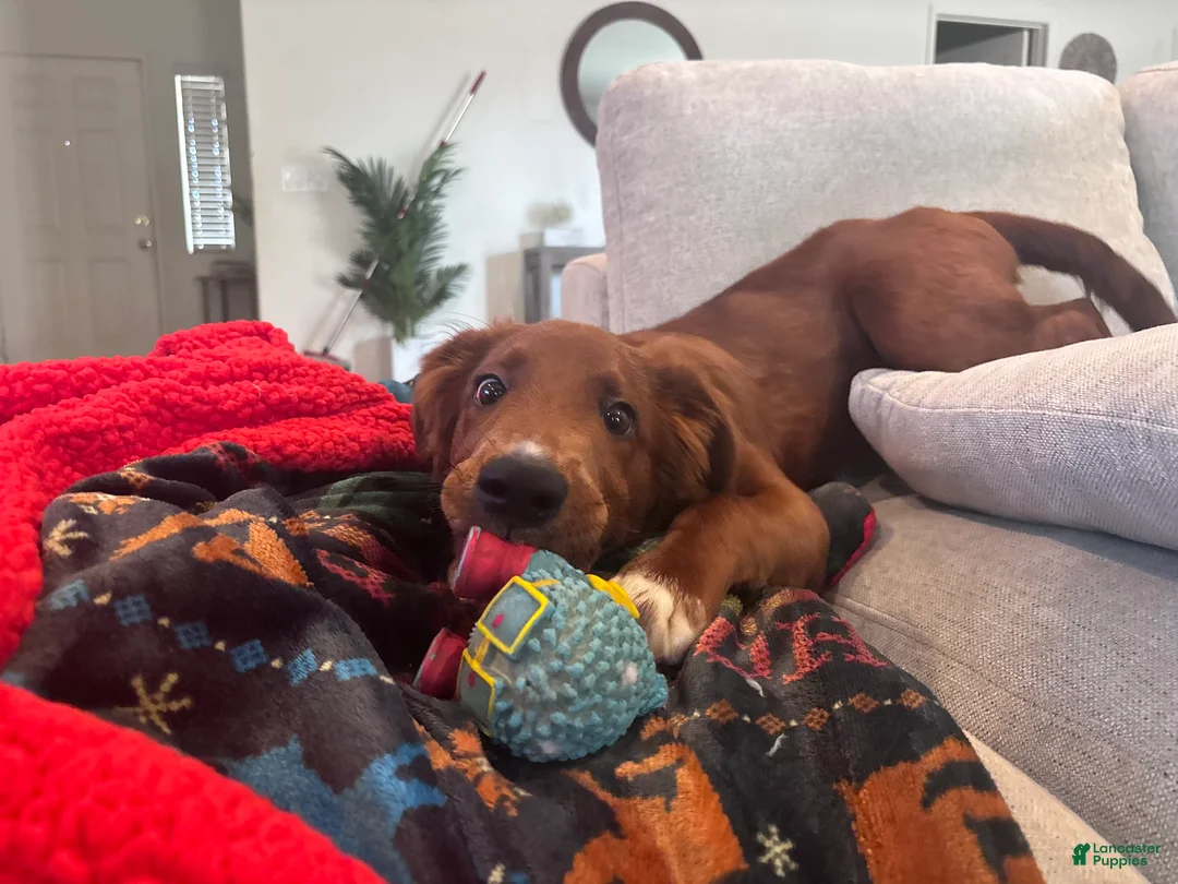 Mixed Breed dogs for sale: Biscuit  - Ad 1