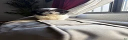 Shihpoo dogs for sale: Theo — The Sweet Little Cuddle Bug - Ad 16