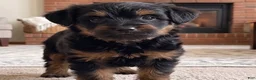 Yorkshire Terrier dogs for sale: Angel - Ad 3