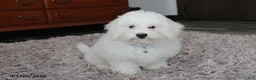 Bichon Frise dogs for sale: Rory - Ad 6