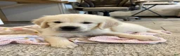 Golden Retriever dogs for sale: Creme Brulé - Ad 3
