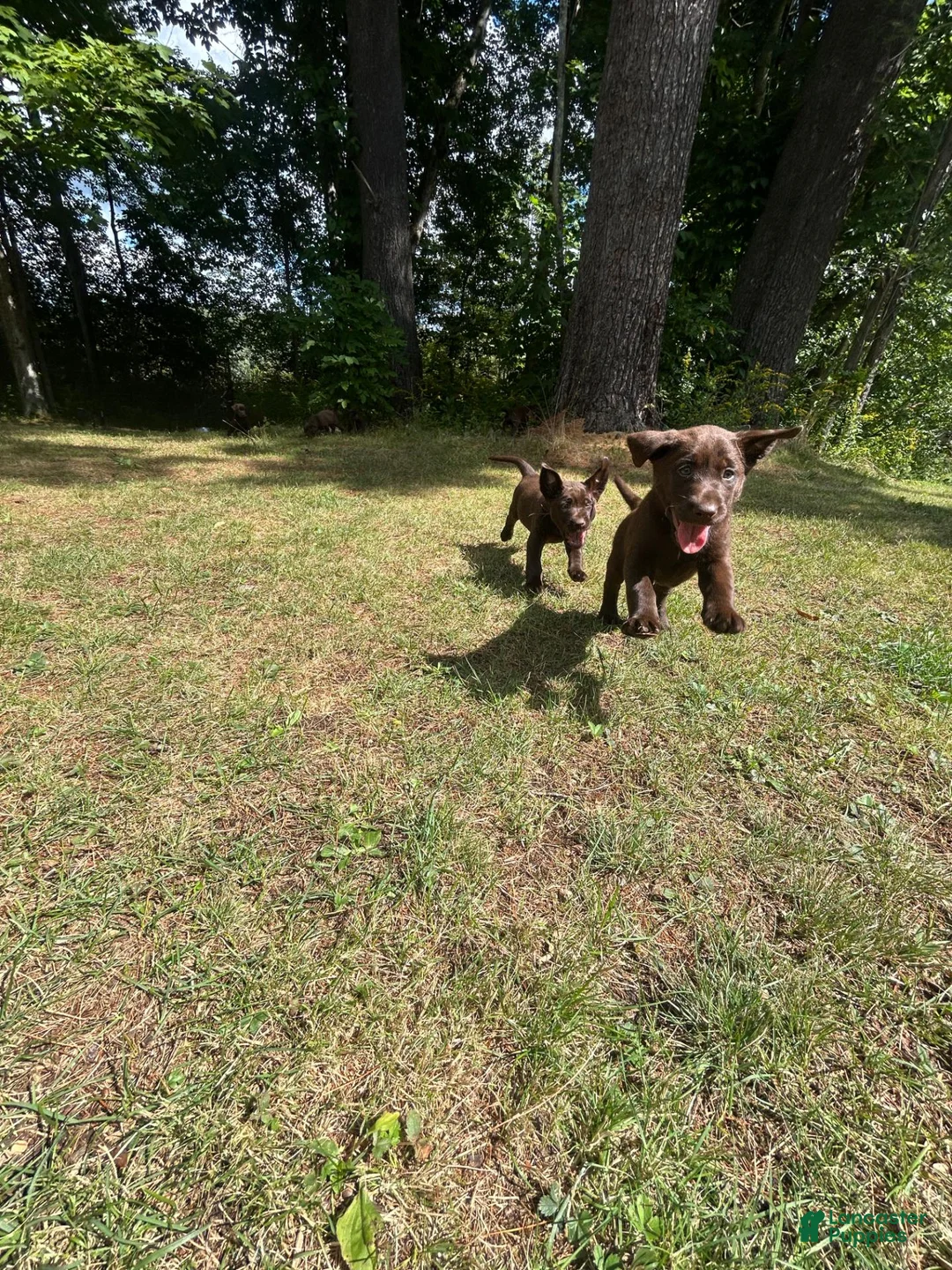 Labrador Retriever dogs for sale: Ricky - Ad 2