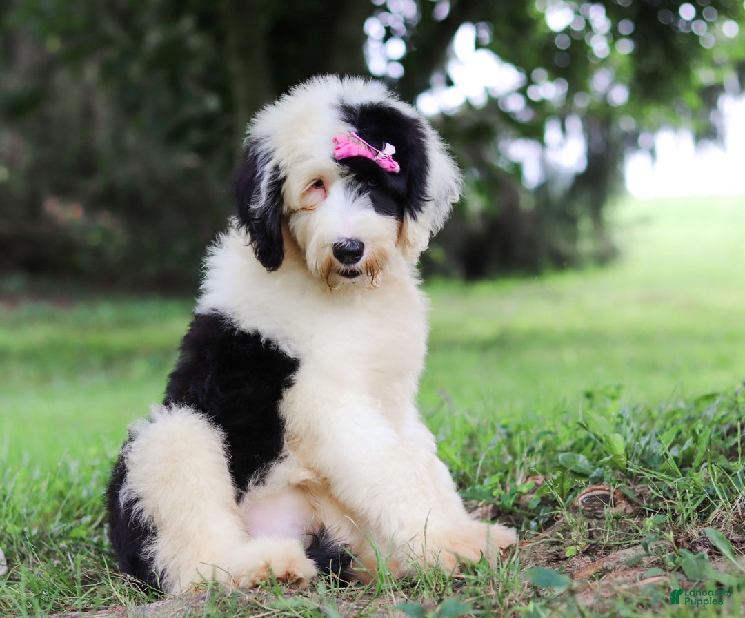 Golden Retriever Black Old English Sheepdog Sale Old English
