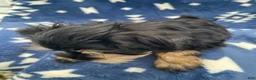 Miniature Schnauzer dogs for sale: AkcBella - Ad 3