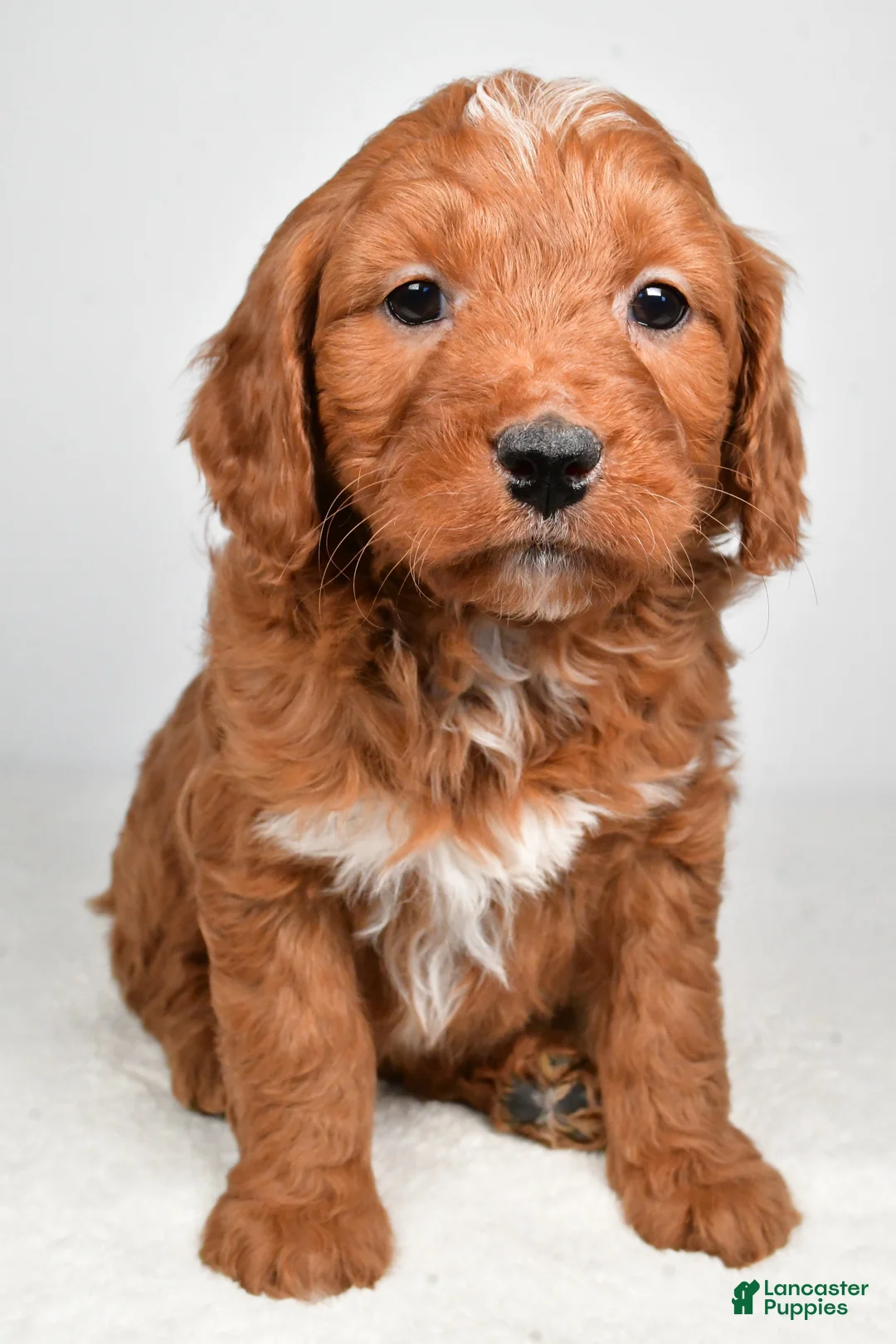 Mini Goldendoodle dogs for sale: Blake - Ad 4