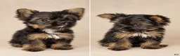 Yorkshire Terrier dogs for sale: Lancelot - Ad 2