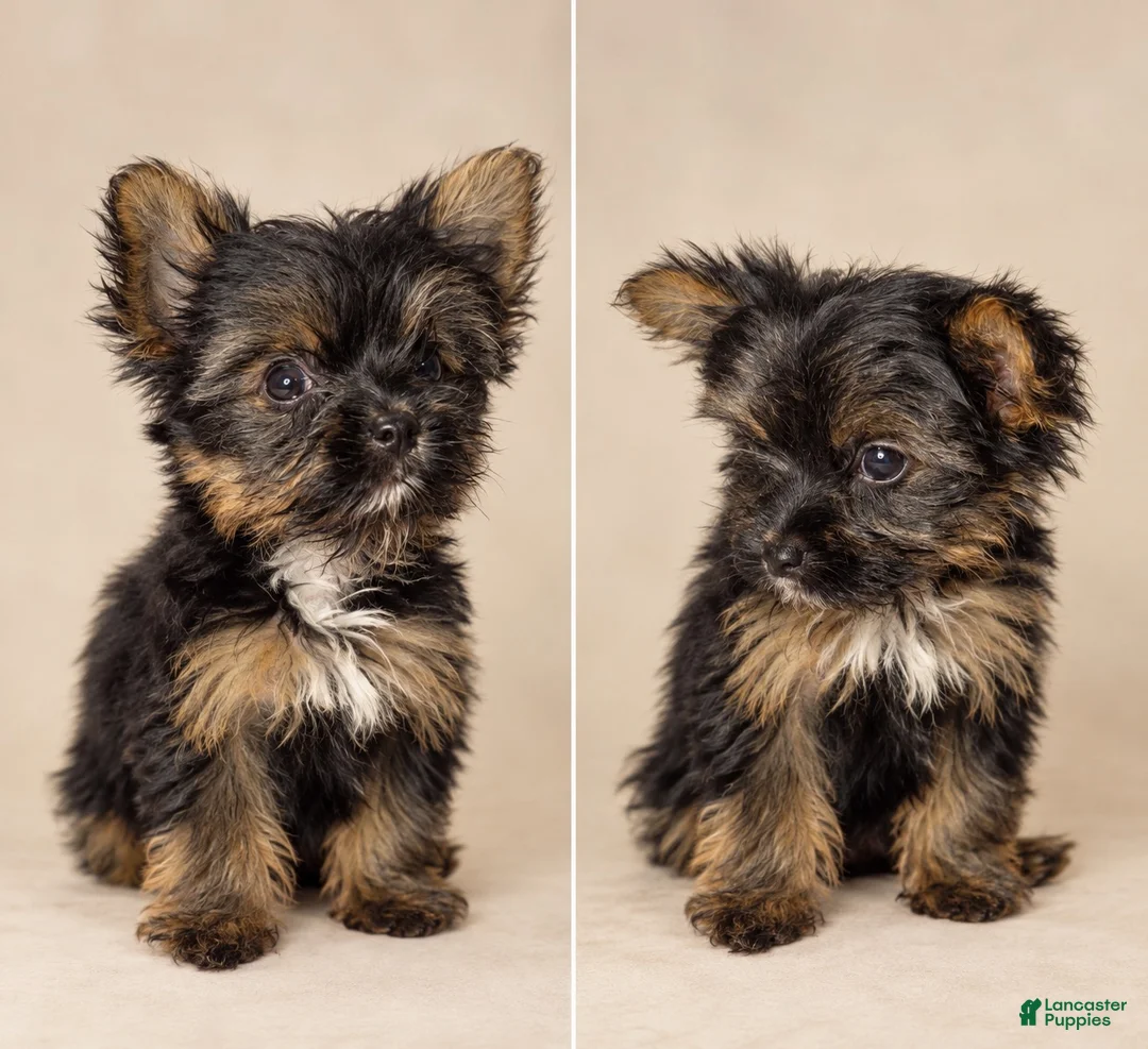 Yorkshire Terrier dogs for sale: Lancelot - Ad 2
