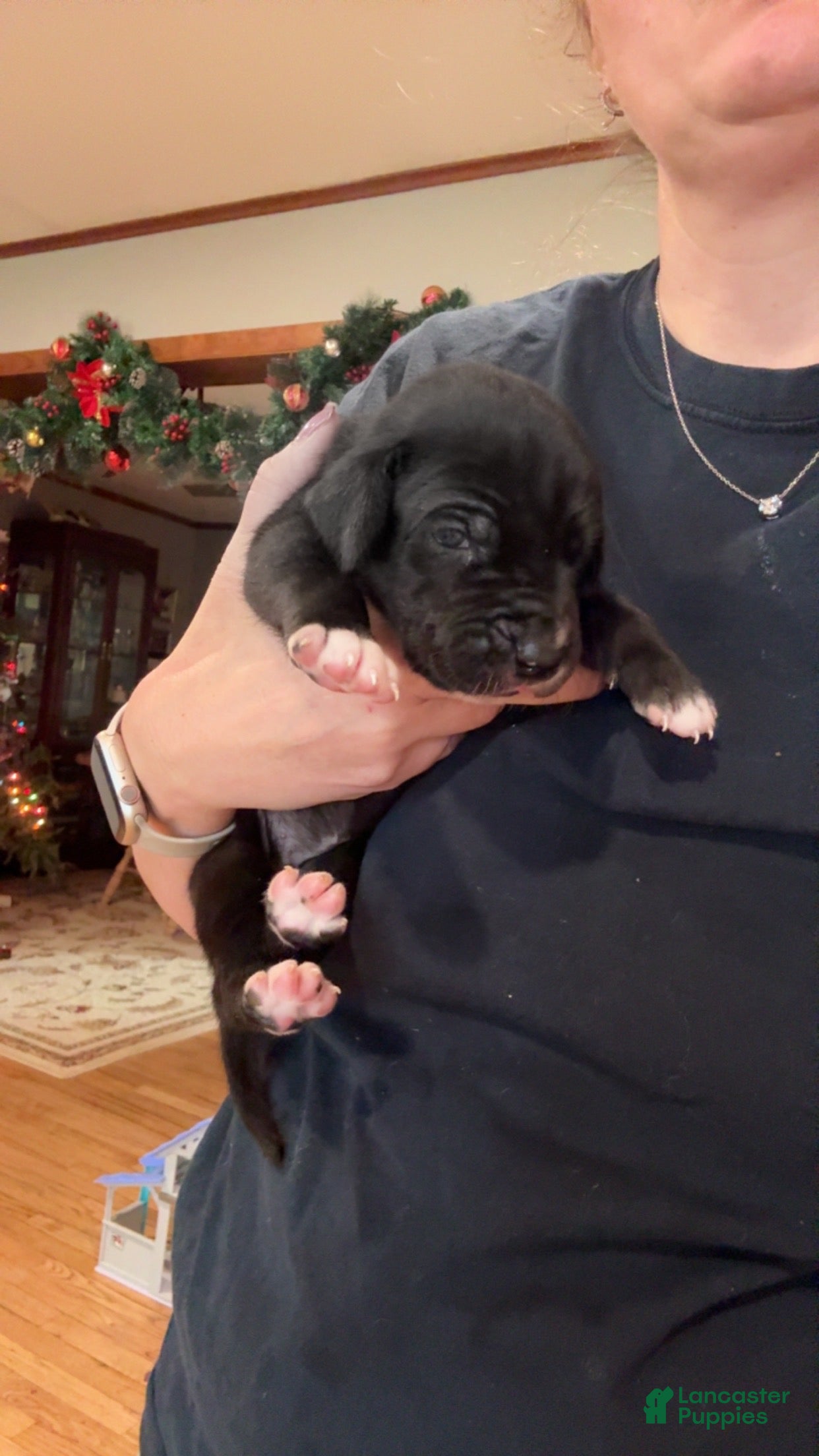 Great Dane dogs Girl black - Ad 21